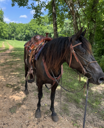 HorseID: 2315169 ELIXIR'S BLACK ICE - PhotoID: 1101118