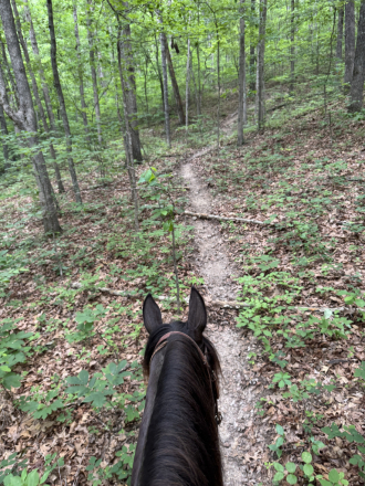HorseID: 2315169 ELIXIR'S BLACK ICE - PhotoID: 1101120