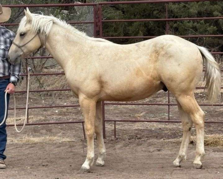 HorseID: 2315180 MC MONEYFLOW SUNNY - PhotoID: 1101128