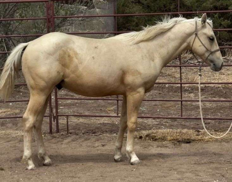 HorseID: 2315180 MC MONEYFLOW SUNNY - PhotoID: 1101129