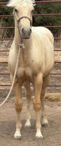 HorseID: 2315180 MC MONEYFLOW SUNNY - PhotoID: 1101130