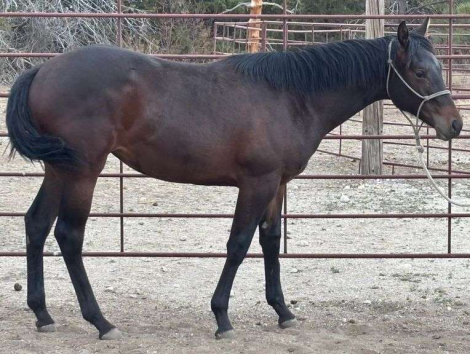 HorseID: 2315181 MC KINGCASH SHIRLEY - PhotoID: 1101133