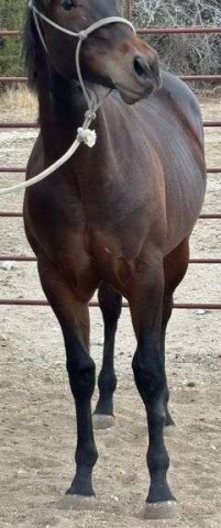 HorseID: 2315181 MC KINGCASH SHIRLEY - PhotoID: 1101134