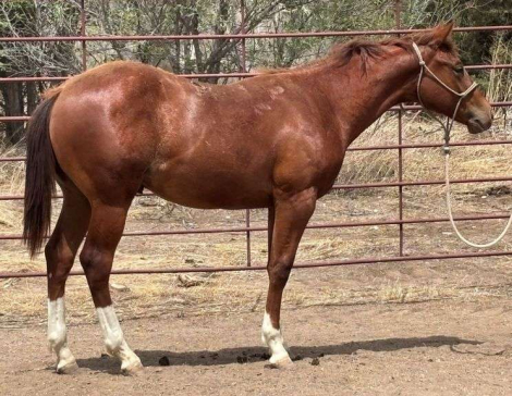 HorseID: 2315182 MC KINGCASH CHROME - PhotoID: 1101136