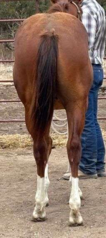 HorseID: 2315182 MC KINGCASH CHROME - PhotoID: 1101137