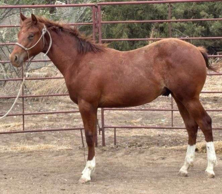 HorseID: 2315182 MC KINGCASH CHROME - PhotoID: 1101138