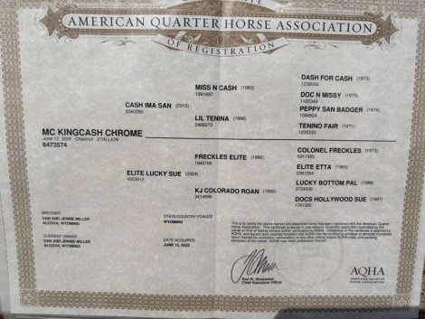 HorseID: 2315182 MC KINGCASH CHROME - PhotoID: 1101139