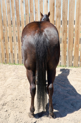 HorseID: 2315183 Freckle In the San - PhotoID: 1101140