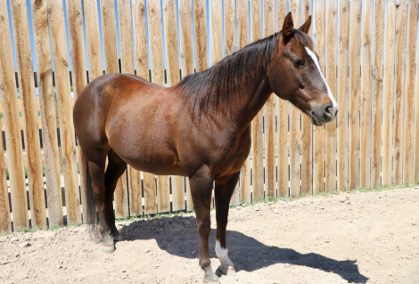 HorseID: 2315183 Freckle In the San - PhotoID: 1101141