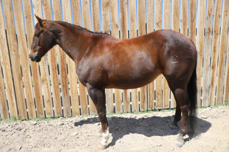 HorseID: 2315183 Freckle In the San - PhotoID: 1101142