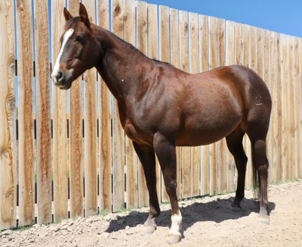 HorseID: 2315183 Freckle In the San - PhotoID: 1101143