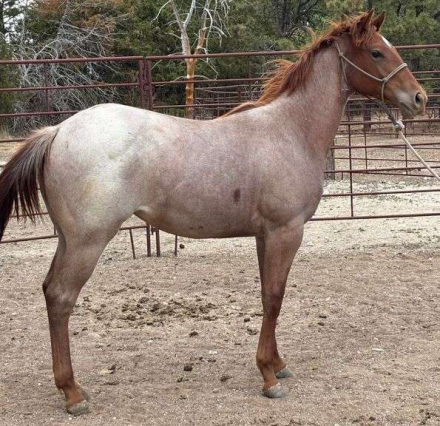 HorseID: 2315184 MC KINGCASH HOPE - PhotoID: 1101144