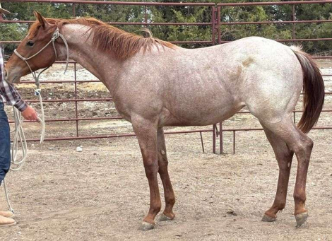 HorseID: 2315184 MC KINGCASH HOPE - PhotoID: 1101145