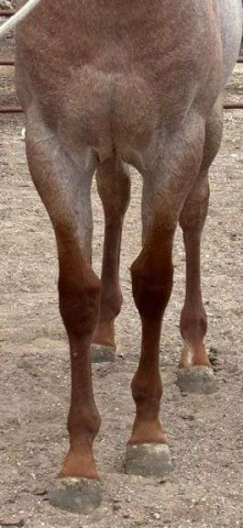 HorseID: 2315184 MC KINGCASH HOPE - PhotoID: 1101146