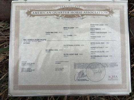 HorseID: 2315184 MC KINGCASH HOPE - PhotoID: 1101147