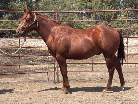 HorseID: 2315185 MC KINGCASH LUCKY - PhotoID: 1101149