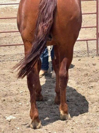 HorseID: 2315185 MC KINGCASH LUCKY - PhotoID: 1101150