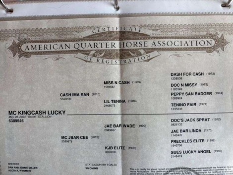 HorseID: 2315185 MC KINGCASH LUCKY - PhotoID: 1101151