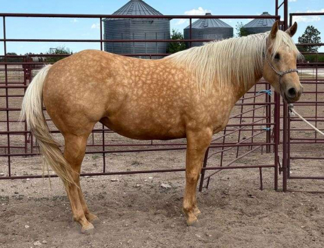 HorseID: 2315186 MC HARDWAY CASH - PhotoID: 1101152