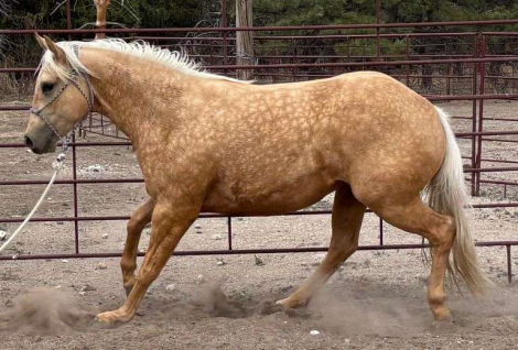 HorseID: 2315186 MC HARDWAY CASH - PhotoID: 1101153