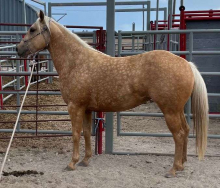 HorseID: 2315186 MC HARDWAY CASH - PhotoID: 1101154