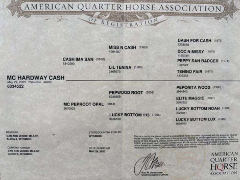 HorseID: 2315186 MC HARDWAY CASH - PhotoID: 1101155