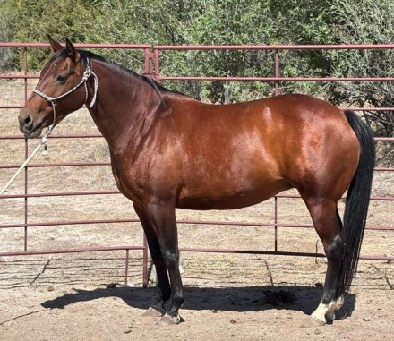 HorseID: 2315187 ELITE DRY JOSIE - PhotoID: 1101157
