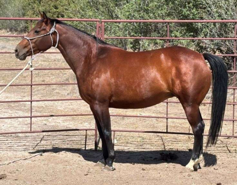 HorseID: 2315187 ELITE DRY JOSIE - PhotoID: 1101158
