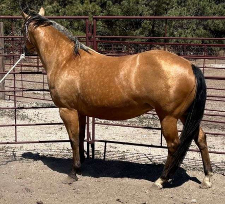 HorseID: 2315188 MC MONEYPENNY - PhotoID: 1101161