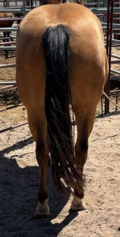 HorseID: 2315188 MC MONEYPENNY - PhotoID: 1101162