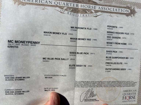 HorseID: 2315188 MC MONEYPENNY - PhotoID: 1101163