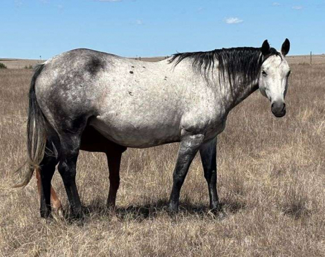 HorseID: 2315189 MC BLUE PICK ZELLA - PhotoID: 1101164