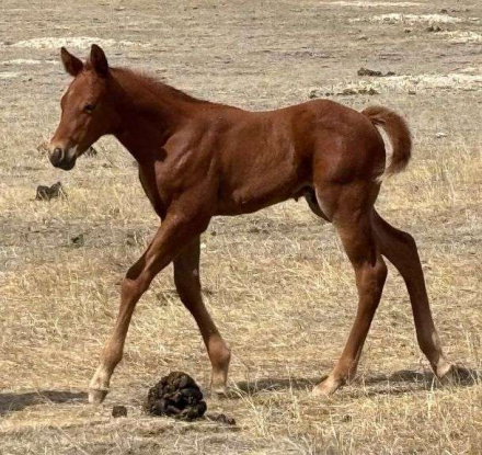 HorseID: 2315189 MC BLUE PICK ZELLA - PhotoID: 1101165