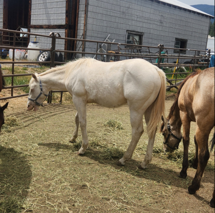 HorseID: 2315192 Dazzle Me Latte - PhotoID: 1101173