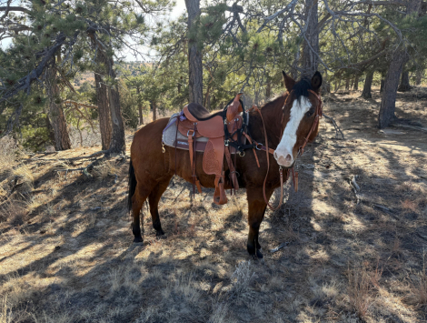 HorseID: 2315193 Echo - PhotoID: 1101174