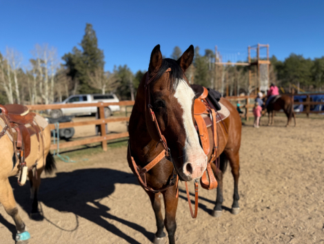 HorseID: 2315193 Echo - PhotoID: 1101175