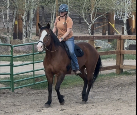 HorseID: 2315193 Echo - PhotoID: 1101176