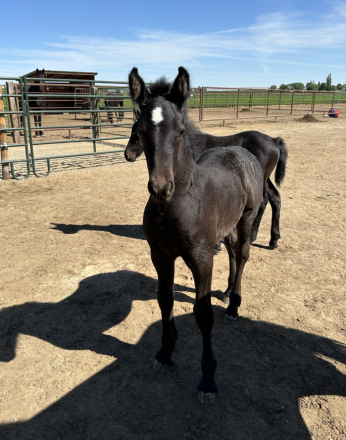 HorseID: 2315195 Archie - PhotoID: 1101182