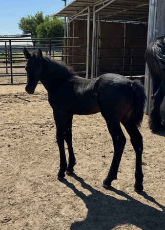 HorseID: 2315196 Ryder - PhotoID: 1101184