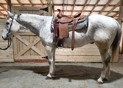 HorseID: 2315197 Steele - PhotoID: 1101181
