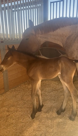 HorseID: 2315198 Fern - PhotoID: 1101185