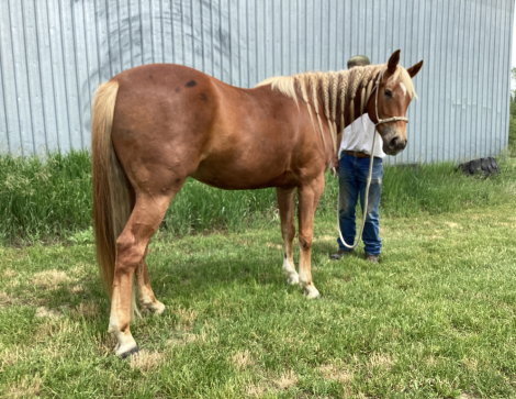 HorseID: 2315199 RCA Honor Eddy - PhotoID: 1101191