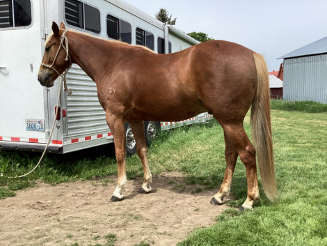 HorseID: 2315199 RCA Honor Eddy - PhotoID: 1101192