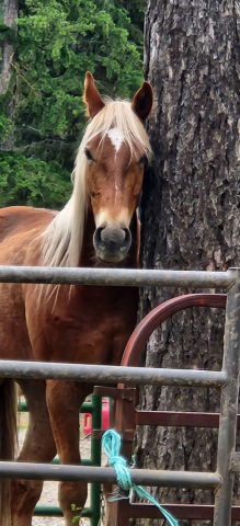 HorseID: 2315199 RCA Honor Eddy - PhotoID: 1101193