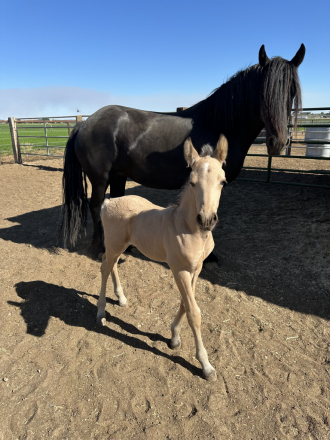 HorseID: 2315200 Forest - PhotoID: 1101183