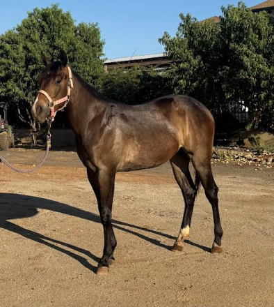 HorseID: 2315202 Gunners Little Rose - PhotoID: 1101186