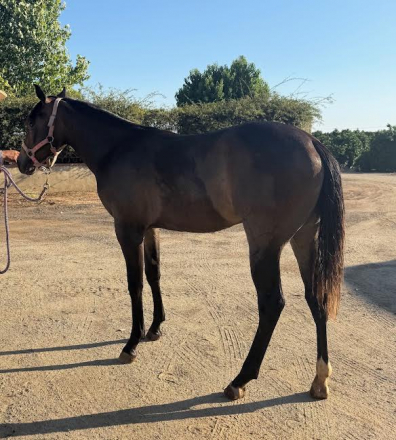 HorseID: 2315202 Gunners Little Rose - PhotoID: 1101187