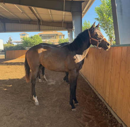 HorseID: 2315202 Gunners Little Rose - PhotoID: 1101188