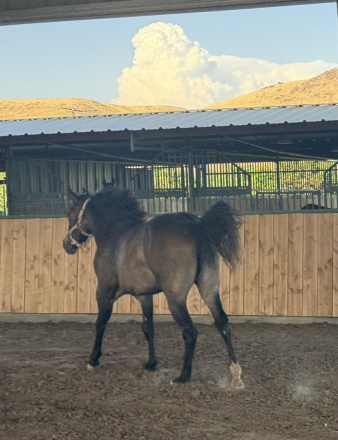 HorseID: 2315202 Gunners Little Rose - PhotoID: 1101189
