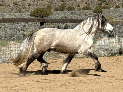 HorseID: 2315209 Ulleum of Sprucehill - PhotoID: 1101194